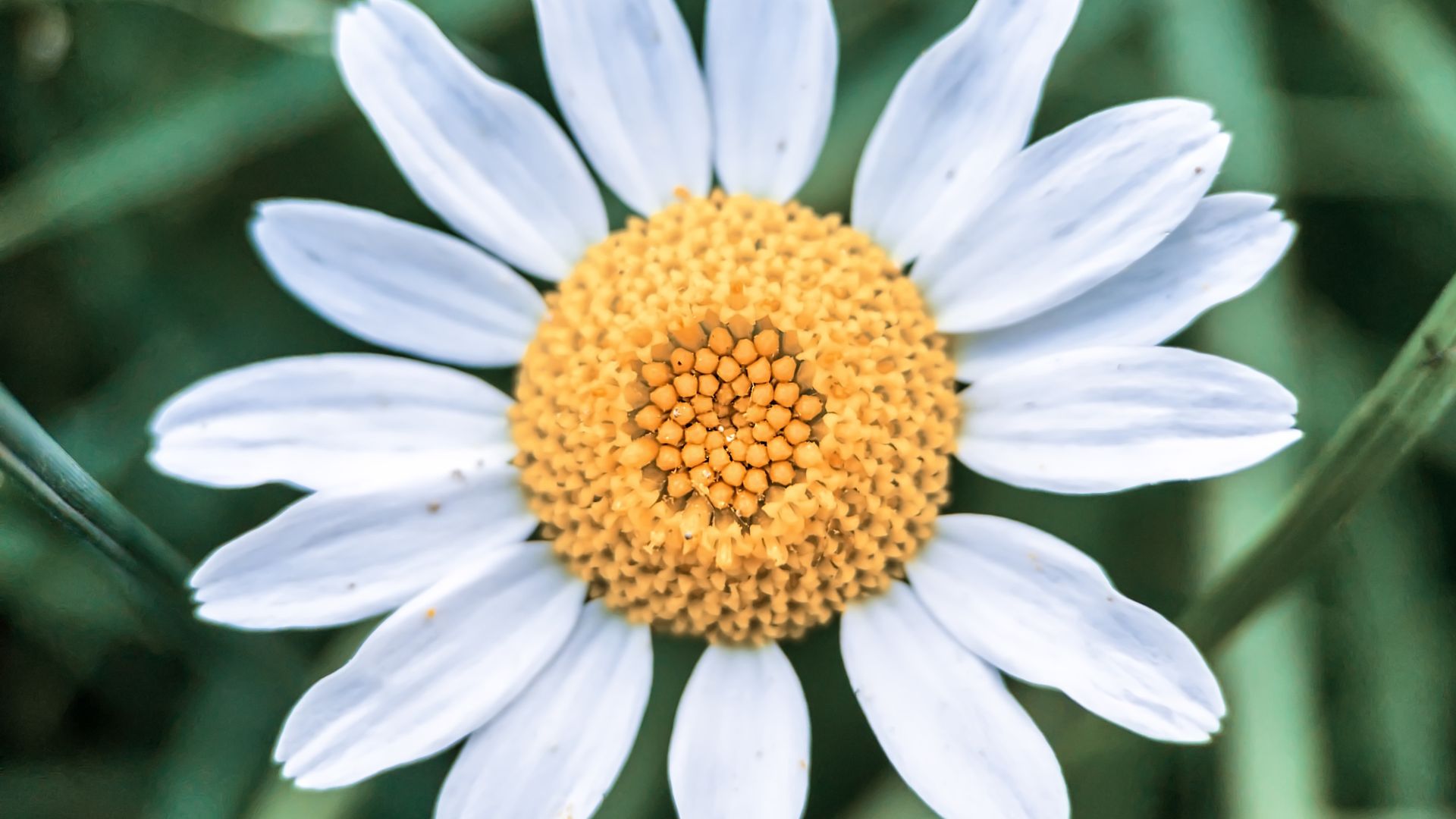 daisy